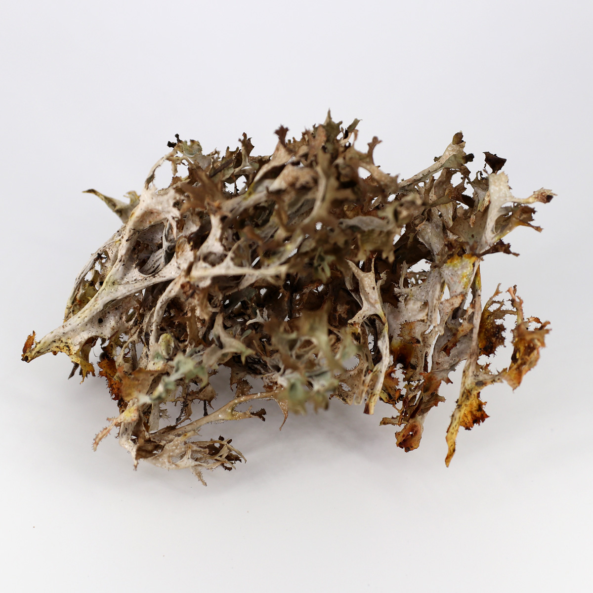 Цетрария исландская (исландский мох) 60 капсул купить недорого в ...